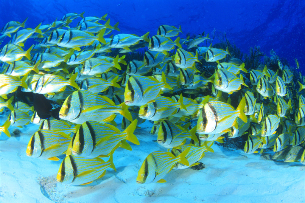 CLV00083: Shoal of Porkfish © Carlos Villoch / imagequestmarine.com 